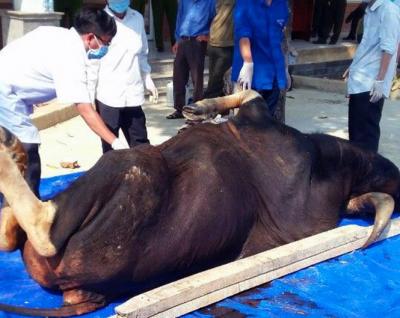 Thêm con bò tót nặng 800kg chết tại Đồng Nai